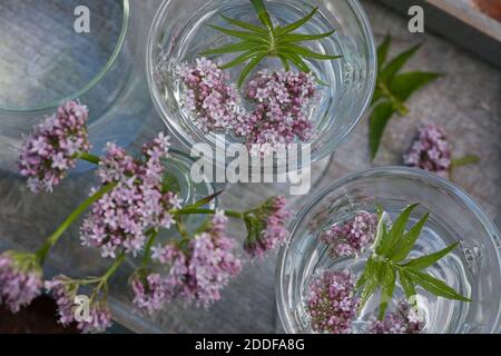 Baldrian-Kaltauszug, Auszug in kaltem Wasser, Baldrian-Blüten, Blütenwasser, Baldrianblüten, Echter Baldrian, Baldrian, großer Baldrian, Echter Arznei Stockfoto