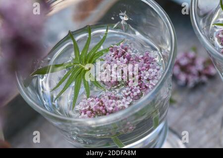 Baldrian-Kaltauszug, Auszug in kaltem Wasser, Baldrian-Blüten, Blütenwasser, Baldrianblüten, Echter Baldrian, Baldrian, großer Baldrian, Echter Arznei Stockfoto