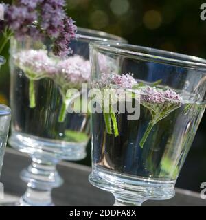 Baldrian-Kaltauszug, Auszug in kaltem Wasser, Baldrian-Blüten, Blütenwasser, Baldrianblüten, Echter Baldrian, Baldrian, großer Baldrian, Echter Arznei Stockfoto