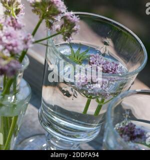 Baldrian-Kaltauszug, Auszug in kaltem Wasser, Baldrian-Blüten, Blütenwasser, Baldrianblüten, Echter Baldrian, Baldrian, großer Baldrian, Echter Arznei Stockfoto