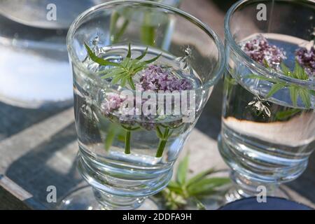 Baldrian-Kaltauszug, Auszug in kaltem Wasser, Baldrian-Blüten, Blütenwasser, Baldrianblüten, Echter Baldrian, Baldrian, großer Baldrian, Echter Arznei Stockfoto