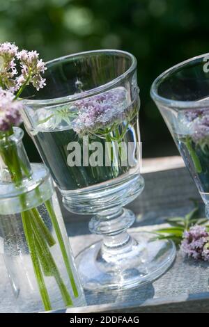 Baldrian-Kaltauszug, Auszug in kaltem Wasser, Baldrian-Blüten, Blütenwasser, Baldrianblüten, Echter Baldrian, Baldrian, großer Baldrian, Echter Arznei Stockfoto