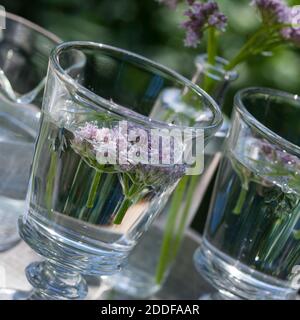 Baldrian-Kaltauszug, Auszug in kaltem Wasser, Baldrian-Blüten, Blütenwasser, Baldrianblüten, Echter Baldrian, Baldrian, großer Baldrian, Echter Arznei Stockfoto