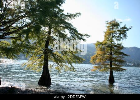 Breite kurvige körperreiche Bäume im Wasser gewachsen. Grüne schöne Bäume mit Nadelblättern in den blauen Gewässern des Meeres, See, Meer, Fluss Damm Pool. Stockfoto