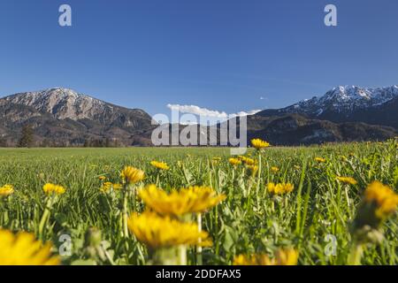 Geographie / Reisen, Deutschland, Bayern, Schlehdorf, Jochberg (Peak) und Herzogstand (Peak) im Frühjahr, Additional-Rights-Clearance-Info-Not-available Stockfoto