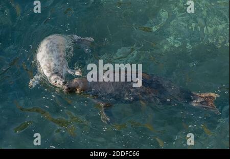 Graurobbe, Halichoerus grypus Mutter und Welpe schwimmen am Brutstrand im Südwesten von Wales. Herbst. Stockfoto
