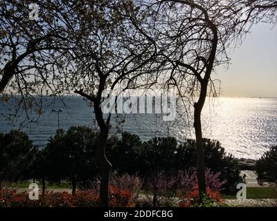 Sonnenlicht reflektiert auf dem Meer, Silhouetten der Äste von großen Bäumen ohne Blätter. Dramatischer Moment der Stille und Einsamkeit. Stockfoto