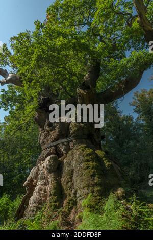 Eine alte Eiche, die Big Belly Oak, in Savernake Forest, Wiltshire. Etwa 1000 Jahre alt. Stockfoto