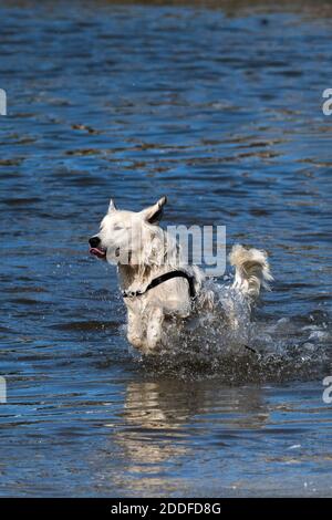 Ein Golden Retriever beim Laufen im Gannel River in Newquay in Cornwall. Stockfoto