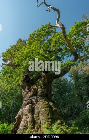 Eine alte Eiche, die Big Belly Oak, in Savernake Forest, Wiltshire. Etwa 1000 Jahre alt. Stockfoto