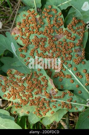 Seiden-Knopfbälle, Neuroterus numismalis, im Überfluss auf der Unterseite von Common Oak Blättern. Herbst. Stockfoto