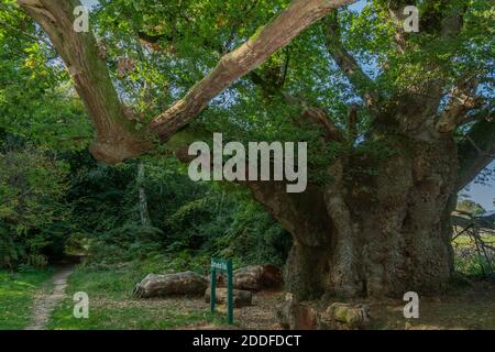 Die alte Cathedral Oak, in Savernake Forest, Wiltshire. Pedunculate Eiche. Schätzungsweise über 1000 Jahre alt. Stockfoto