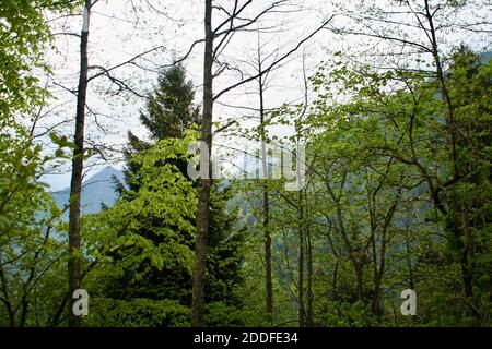 Hohe ausgewachsene gesunde Bäume in einem Wald mit hellgrünen Blättern und langen Körpern auf der Spitze des hohen Berggipfens. Stockfoto