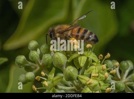 Honigbiene, APIs mellifera, die sich im Frühherbst von Efeublüten ernährt. Stockfoto