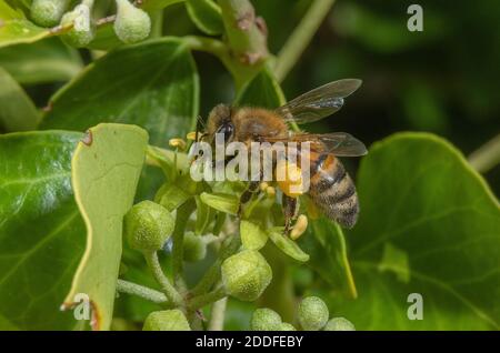 Honigbiene, APIs mellifera, die sich im Frühherbst von Efeublüten ernährt. Stockfoto
