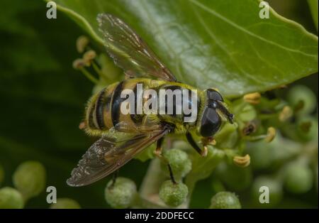Eine Schwebefliege, Batman Hoverfly, Myathropa florea, die sich im Frühherbst von Efeu-Blüten ernährt. Stockfoto