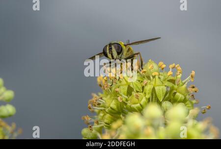 Eine Schwebefliege, Batman Hoverfly, Myathropa florea, die sich im Frühherbst von Efeu-Blüten ernährt. Stockfoto