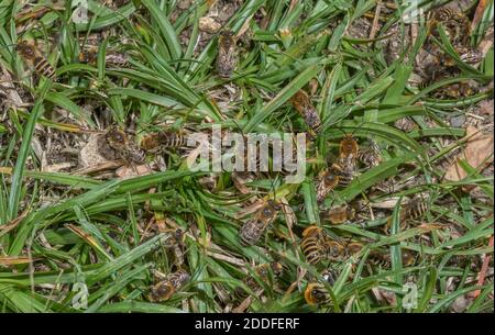 Paarungsball von hauptsächlich männlichen Ivy-Bienen, Colletes hederae, bei Brutkolonie im Spätsommer. Stockfoto