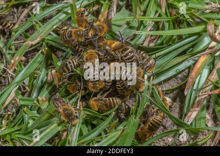 Paarungsball von hauptsächlich männlichen Ivy-Bienen, Colletes hederae, bei Brutkolonie im Spätsommer. Stockfoto