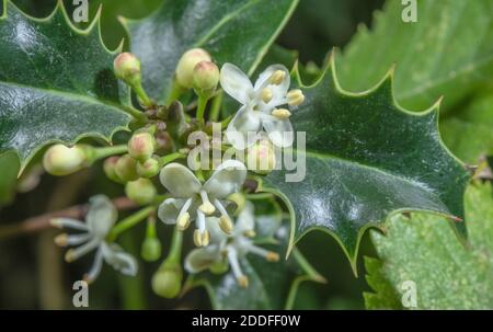 Männchen Stechpalme, Ilex aquifolium, in voller Blüte im Herbst. Stockfoto