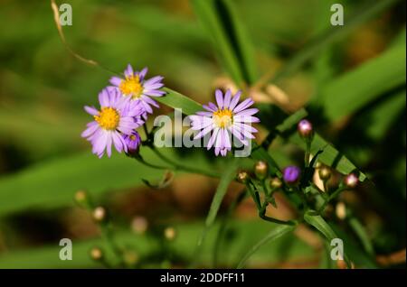 Blühende Alpenasters (Aster alpinus) auf einer Wiese. Österreich, Europa Stockfoto