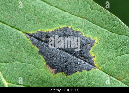 Teerfleckpilz, Rhytisma acerinum, auf Sycamore, Acer pseudoplatanus Blatt im Spätsommer. Stockfoto