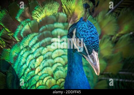 Nahaufnahme auf Pfau Vogel mit schönen grünen Schwanz. Stockfoto