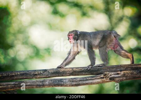 Der Makake-Affe klettert auf dem Ast des Baumes im Wald. Stockfoto