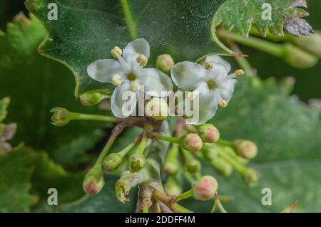 Männchen Stechpalme, Ilex aquifolium, in voller Blüte im Herbst. Stockfoto