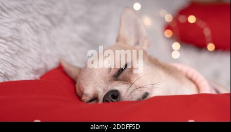 Nahaufnahme von niedlichen kleinen Weihnachtshund chihuahua Hund in Pullover liegt auf einer Decke Stockfoto