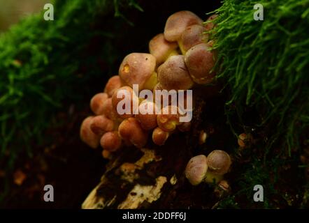 Traubenpilz (Armillaria mellea). Österreich, Europa Stockfoto