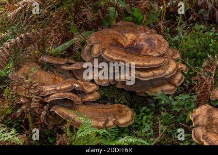 Riesenpolypore, Meripilus giganteus wächst in großen Klumpen am Fuße der alten Buchen, New Forest. Stockfoto