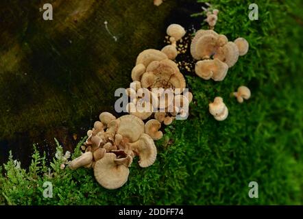 Lumineszierender Panellus (Panellus stipticus, auch bekannt als Bitterauster, adstringierender Panus oder stiptischer Pilz. Österreich, Europa Stockfoto