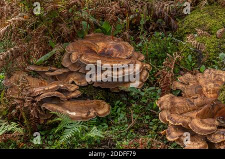 Riesenpolypore, Meripilus giganteus wächst in großen Klumpen am Fuße der alten Buchen, New Forest. Stockfoto