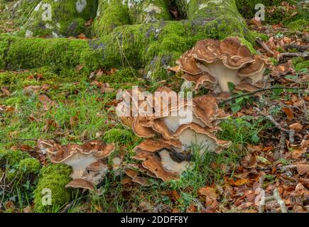Riesenpolypore, Meripilus giganteus wächst in großen Klumpen am Fuße der alten Buchen, New Forest. Stockfoto