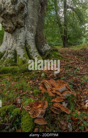 Riesenpolypore, Meripilus giganteus wächst in großen Klumpen am Fuße der alten Buchen, New Forest. Stockfoto