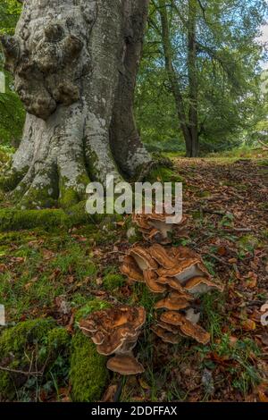 Riesenpolypore, Meripilus giganteus wächst in großen Klumpen am Fuße der alten Buchen, New Forest. Stockfoto