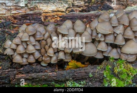 Klumpen der Gemeinen Haube, Mycena galericulata, auf moosig gefallener Buche, Neuwald. Stockfoto