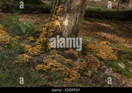 Riesige Klumpen Honigpilz, Armillaria mellea, um die Basis eines alten Baumes. New Forest. Stockfoto