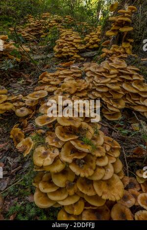 Riesige Klumpen Honigpilz, Armillaria mellea, um die Basis eines alten Baumes. New Forest. Stockfoto