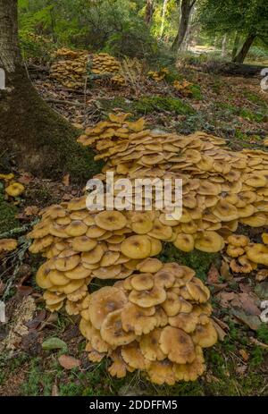 Riesige Klumpen Honigpilz, Armillaria mellea, um die Basis eines alten Baumes. New Forest. Stockfoto