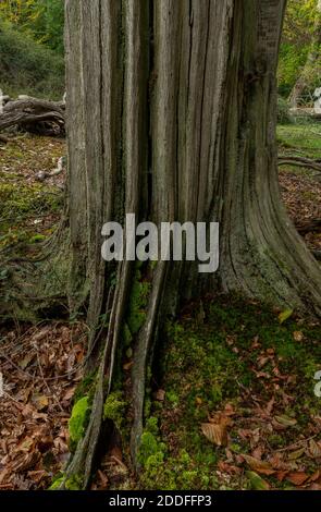 Geriffelter alter Buchenstamm in Mark Esche Holz, New Forest. Stockfoto