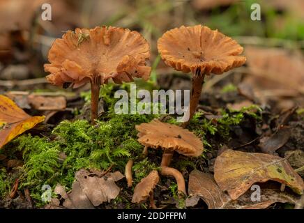 Gruppe der Betrüger, Laccaria laccata, in Buchenwäldern. Stockfoto