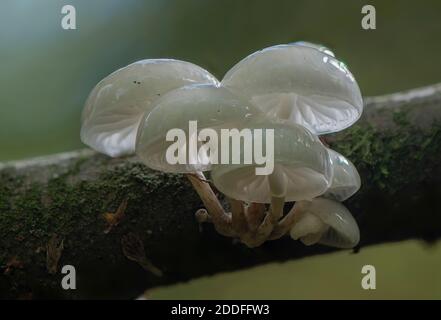 Klumpen von Porzellan Pilz, Oudemansiella mucida, wächst auf sterbenden Buche Baum. Stockfoto