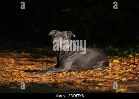 Englisch Staffordshire Bull Terrier liegt auf bunt gefallenen Blättern. Liebenswert blau Staffy in der Natur während der Herbstsaison mit dunklen Hintergrund. Stockfoto