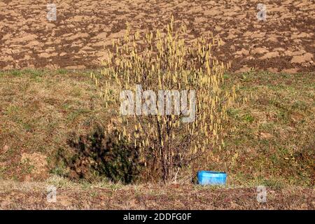 Hasel oder Corylus avellana kleiner Baum mit mehreren Zweigen Voll von dicht wachsenden gelben Kätzchen blühen in lokalen Ein Stockfoto