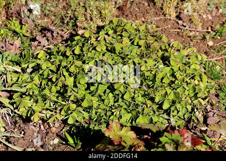 Dicht gepflanzte Glückspflanze oder Oxalis tetraphylla oder Eisen Kreuz Blume oder Eisen Kreuz oxalis oder rote Blumen oder Laub Pflanze bulbous ausdauernd Stockfoto