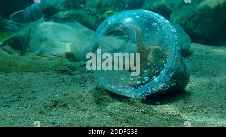 Nahaufnahme von Octopus ließ sich in einer transparenten Plastikcocktasse von einem Schrottplatz Plastikmüll auf dem Meeresboden nieder. Europäischer Octopus oder Common Octopus (Octop Stockfoto