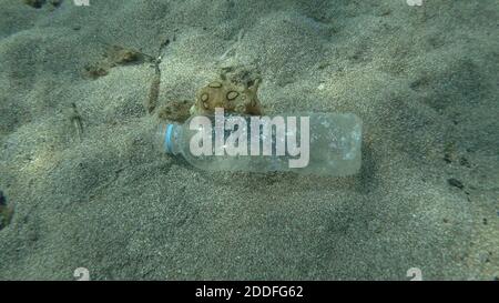 Schöne Nacktschnecken Seehase kriecht entlang Plastikflasche auf dem sandigen Boden. Draufsicht, Nudibranch oder Seemannslug Gefleckter Seehase (Aplysia dactylomela) Stockfoto