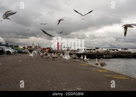 Möwen werden gefüttert, während sie am Hafen von Southampton an der Küste fliegen Stockfoto